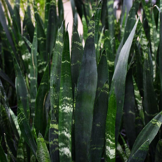 Black Coral Snake Plant - Sansevieria Trifasciata