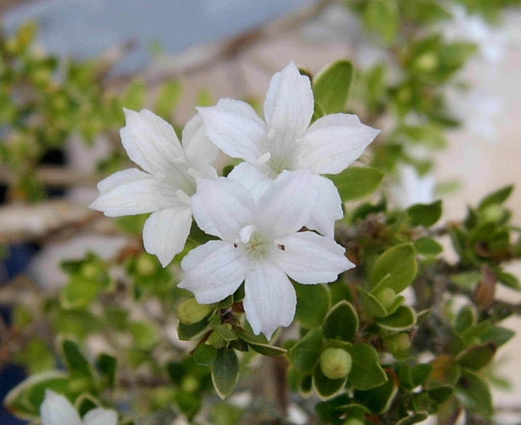 Snow Rose Single Petal - Serissa genus