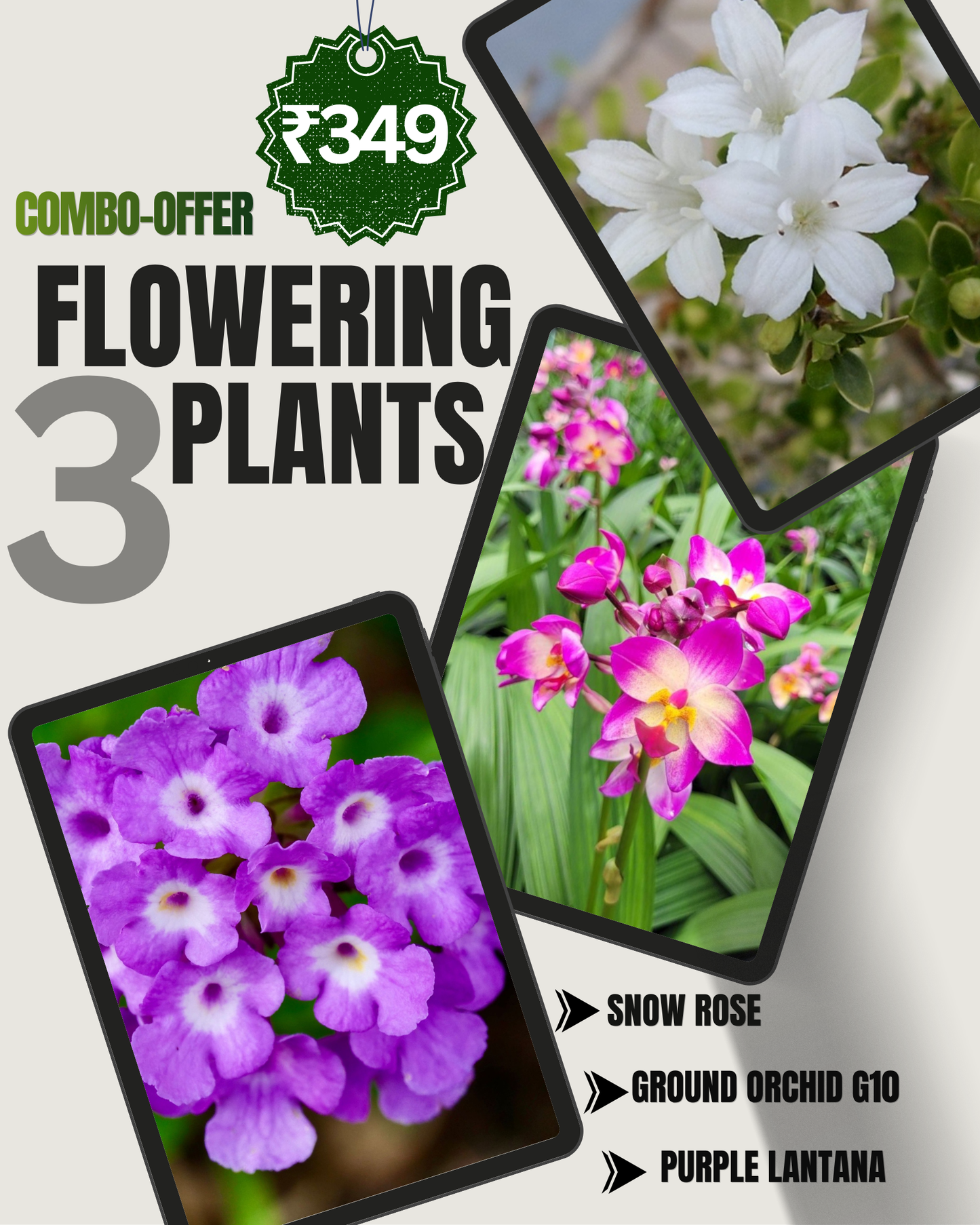 3 Flowering Plant Combo - Only ₹349
