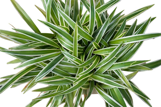 Spider Plant - Chlorophytum Comosum