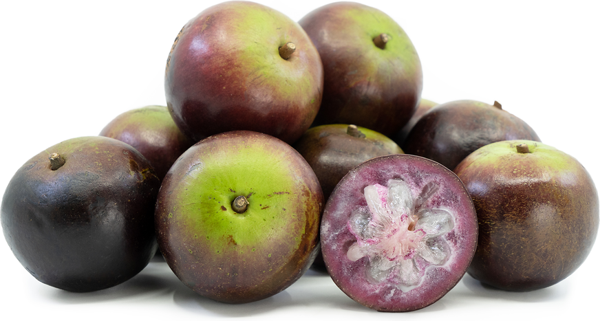 Jamaican Star Apple Purple Fruit Plant - Chrysophyllum Cainito