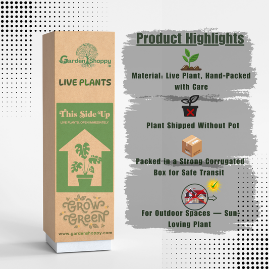 Surinam Cherry Black Fruit Plant - Eugenia Uniflora