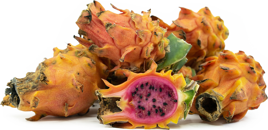 Sunset Dragon Fruit Plant - Selenicereus Undatus