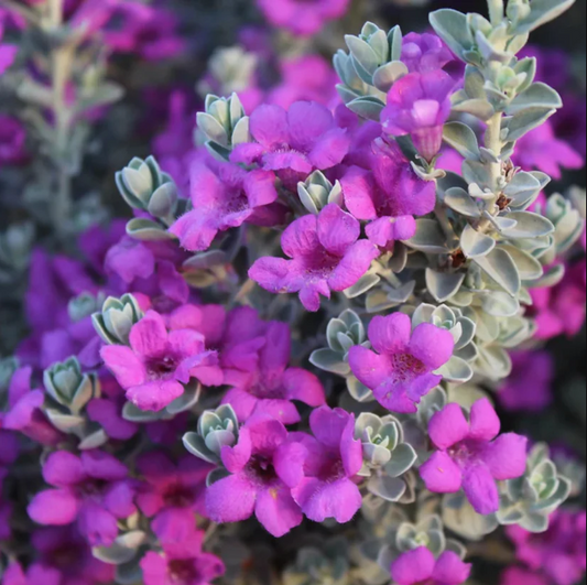 Texas Sage Flowering Plant - Leucophyllum Frutescens