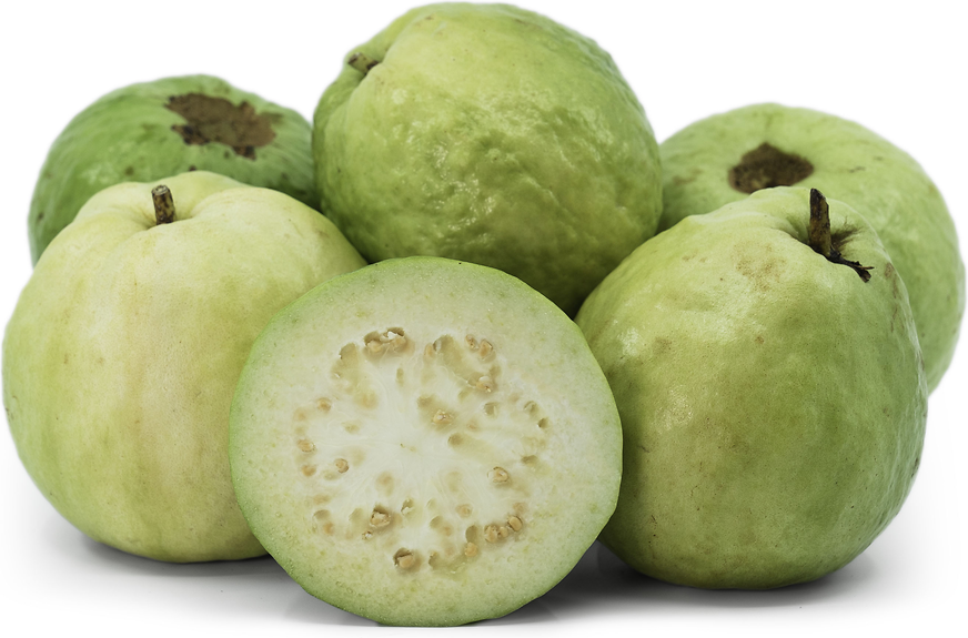 Thai White Guava Fruit Plant
