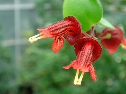 Tiger Stripe Lipstick Plant - Aeschynanthus Cordifolius