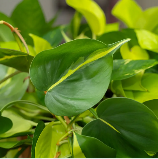 Tricolor Pothos Plant - Epipremnum Aureum