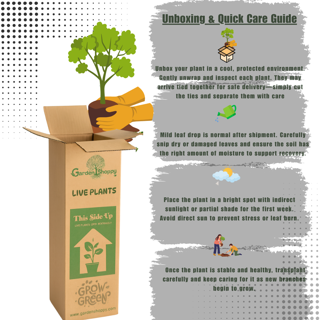 Thai Pink Water Apple Fruit Plant - Syzygium Aqueum