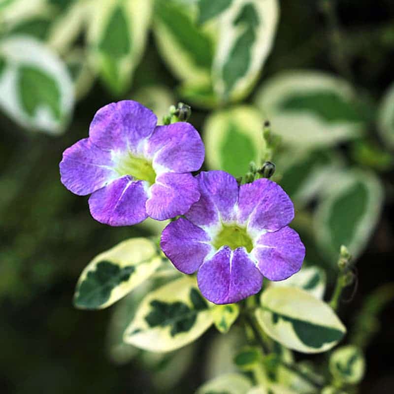 Variegated Chinese Violet Flowering Plant - Asystasia Gangetica