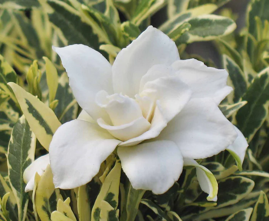 Variegated Gardenia White Flowering Plant - Gardenia Jasminoides