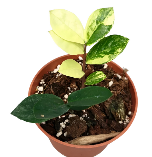Variegated ZZ Plant - Zamioculcas Zamiifolia