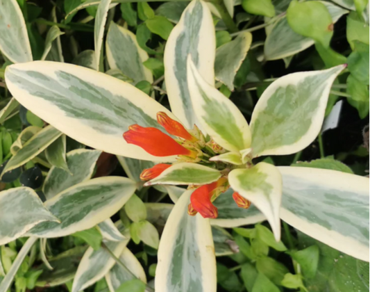 Variegated Lipstick Plant - Aeschynanthus sp