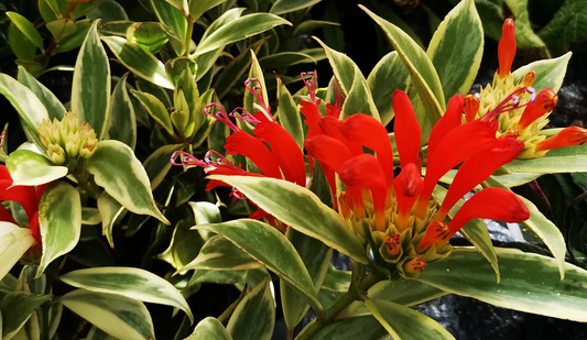 Variegated Lipstick Plant - Aeschynanthus sp