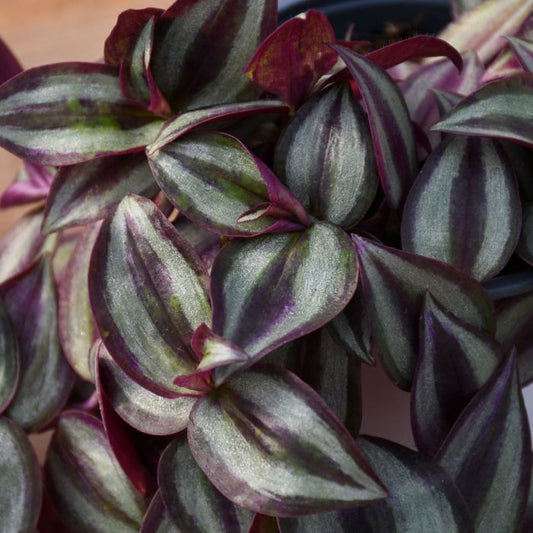 Wandering Jew Zebrina Plant - Tradescantia Zebrina