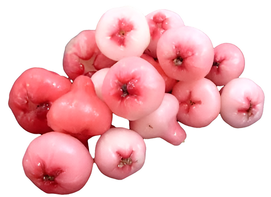 Water Apple Mini  Fruit Plant - Syzygium Aqueum