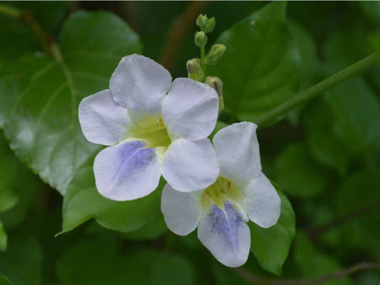 White Chinese Violet Flowering Plant - Asystasia Gangetica