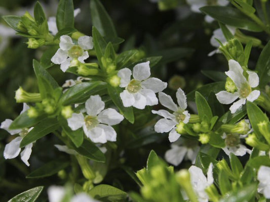 White Cuphea Flowering Plant - Cuphea Hyssopifolia