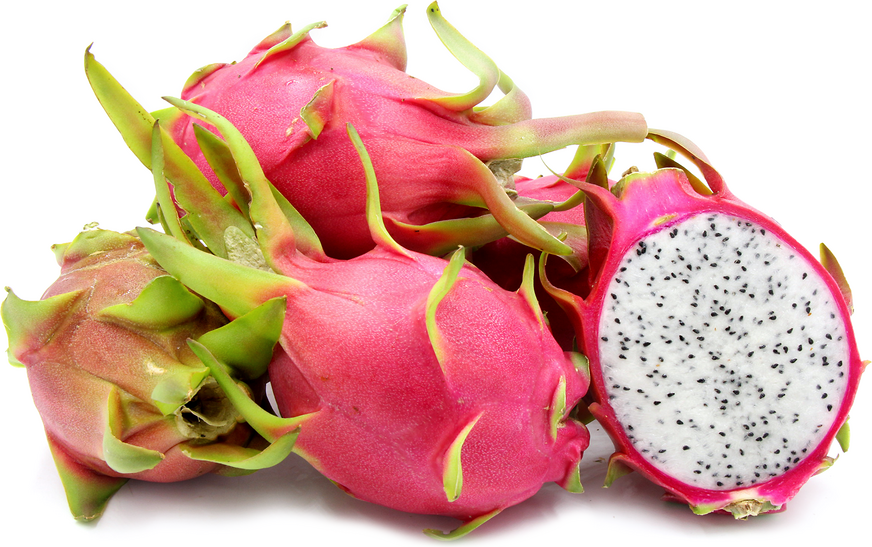 White Dragon Fruit Plant - Selenicereus Undatus
