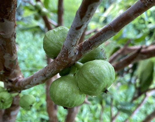 WhiteJaboticabaFruitPlant-Plinia Phitrantha