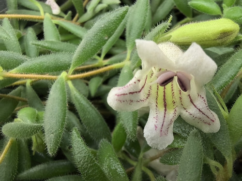 White Lipstick Flowering Plant – Aeschynanthus Chiritoides