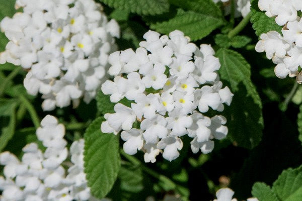 White Lantana Flowering Plant - Lantana Montevidensis Alba