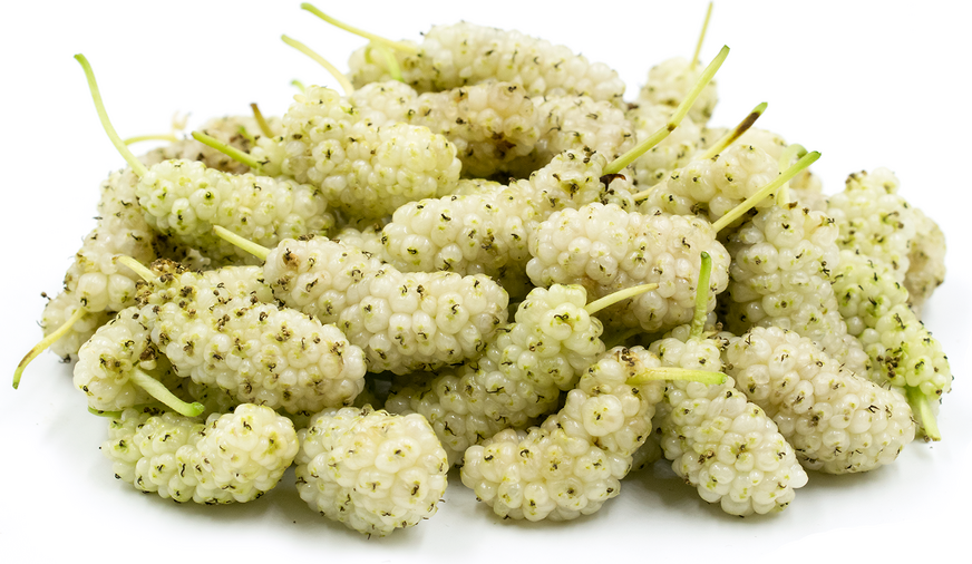 White Mulberry Fruit Plant