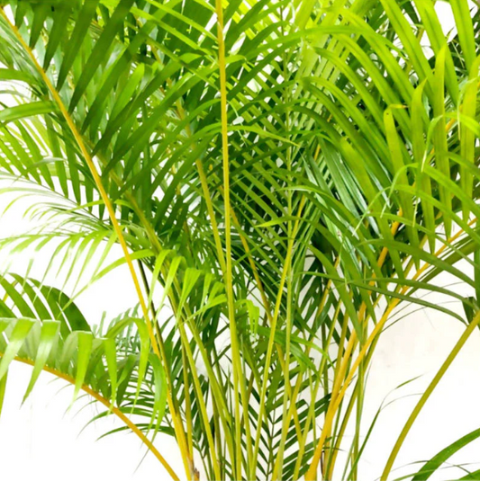 Yellow Butterfly Palm Plant - Dypsis lutescens