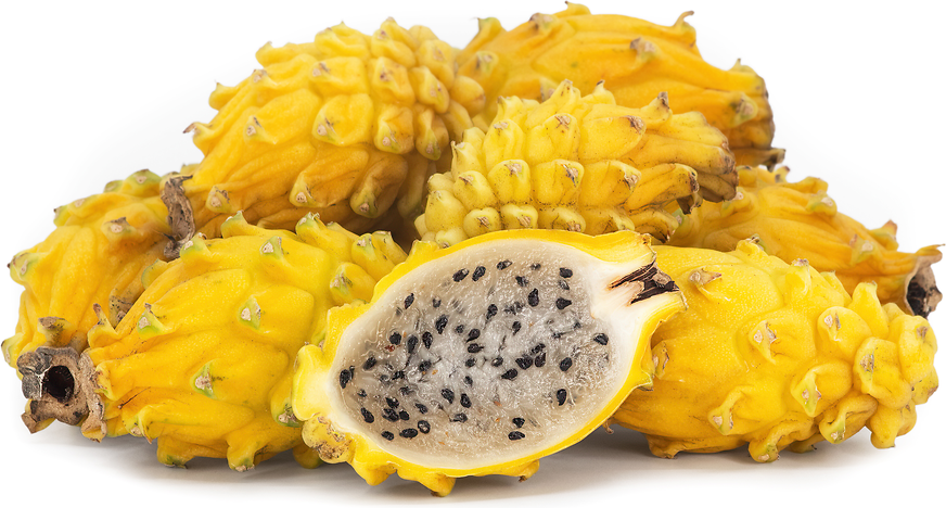 Yellow Dragon Fruit Plant - Selenicereus Undatus
