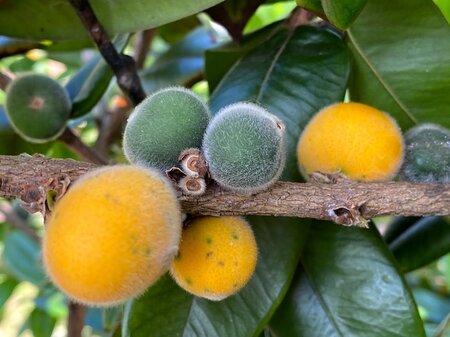 Yellow Jaboticaba Fruit Plant - Myrciaria Glazioviana