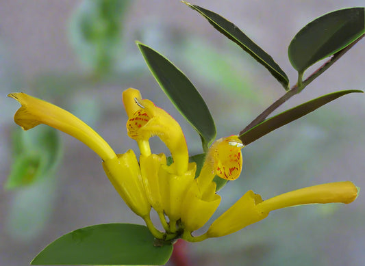 Yellow Lipstick Plant - Aeschynanthus Flavidus