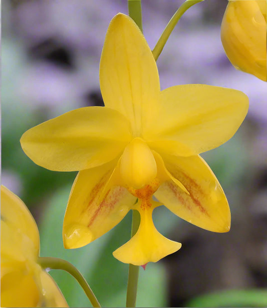 Ground Orchid G042 Flowering Plant - Spathoglottis Plicata