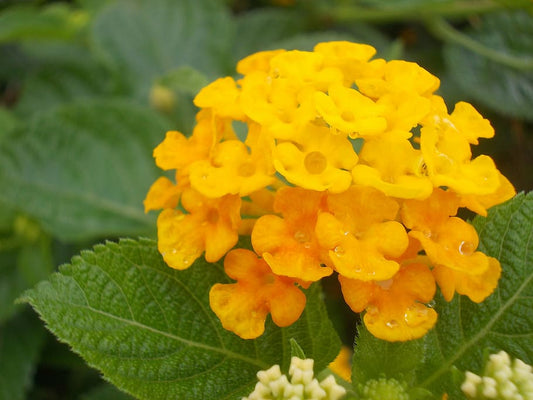 Yellow Lantana Flowering Plant - Lantana x 'New Gold'
