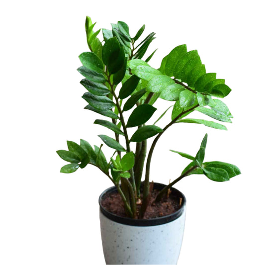 ZZ Plant - Zamioculcas Zamiifolia