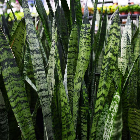 Zeylanica Snake Plant - Sansevieria Trifasciata