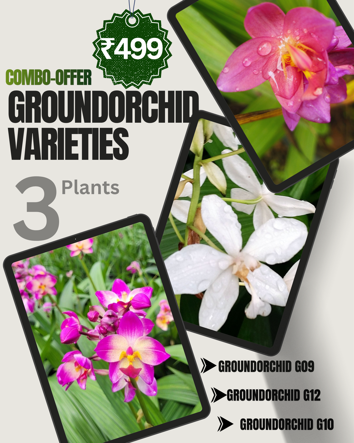 3 Flowering Plant Combo - Only ₹499