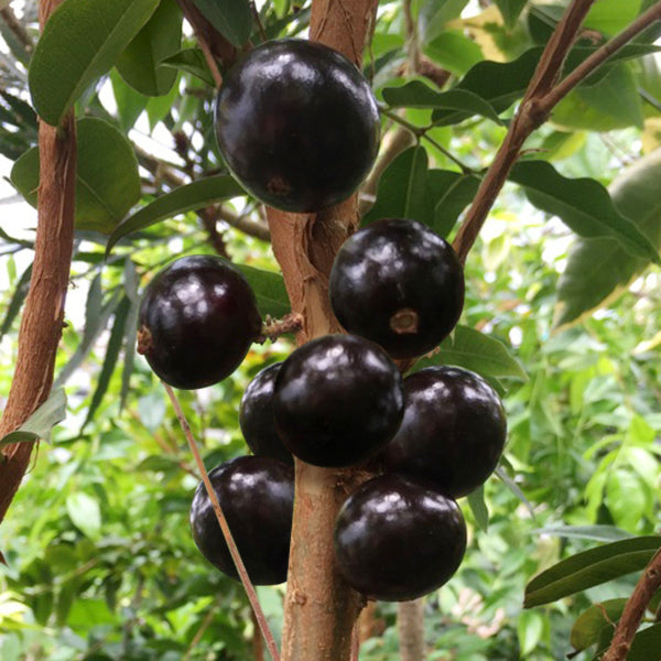 Precoce Jaboticaba Fruit Plant