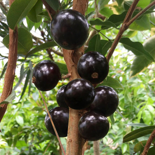Precoce Jaboticaba Fruit Plant - Plinia cauliflora