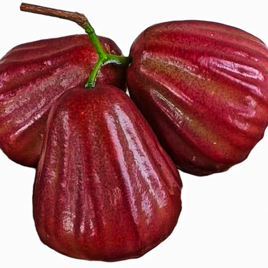 Dalhari Water Apple Fruit Plant - Syzygium Samarangense