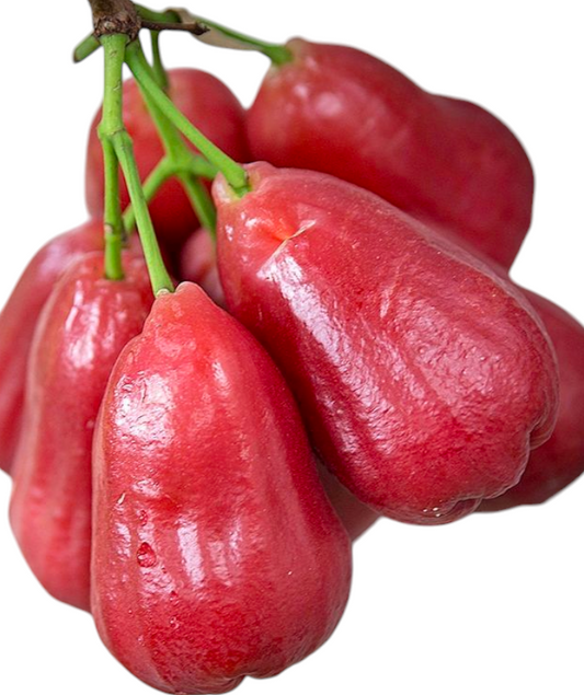 Bali Water Apple Fruit Plant - Syzygium Samarangense