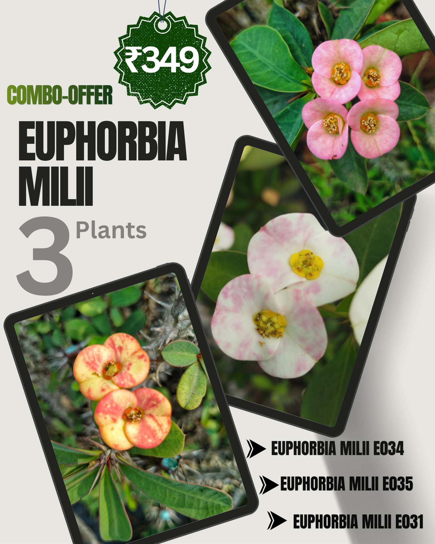 3 Flowering Plant Combo - Only ₹349