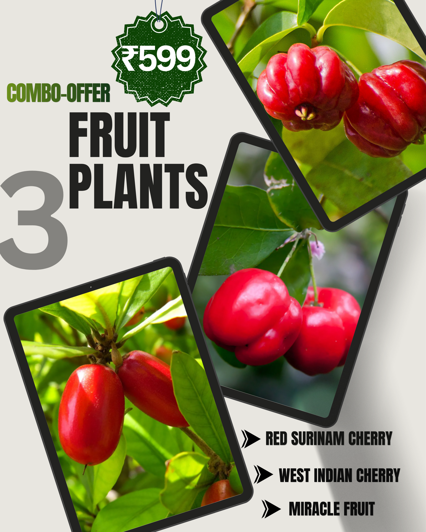 3 Flowering Plant Combo - Only ₹599