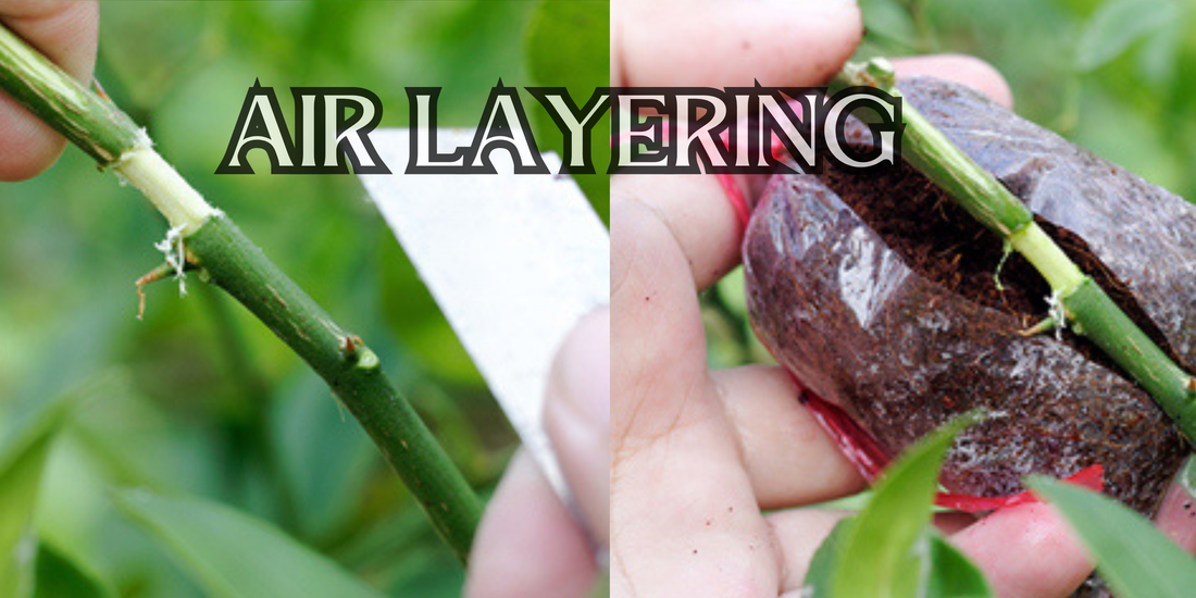 How to Air Layer a Plant Step by Step | Air Layering in Plants Made Easy!