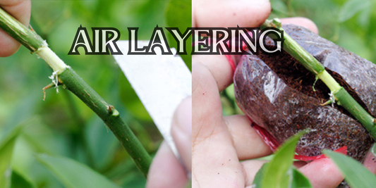 How to Air Layer a Plant Step by Step | Air Layering in Plants Made Easy!