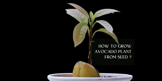 How to grow Avocado plant from seed ?