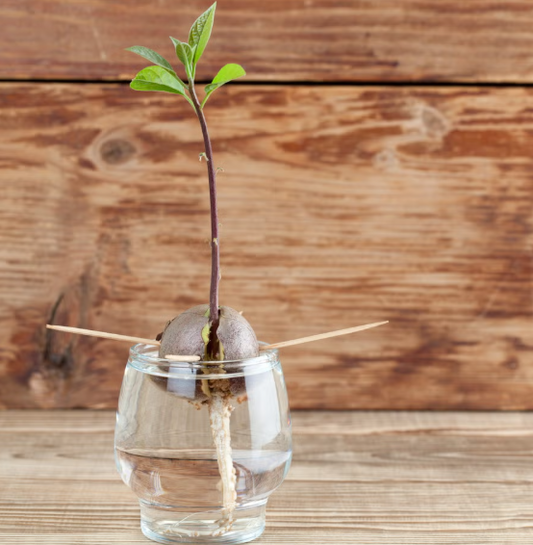 How to grow Avocado plant from seed ?