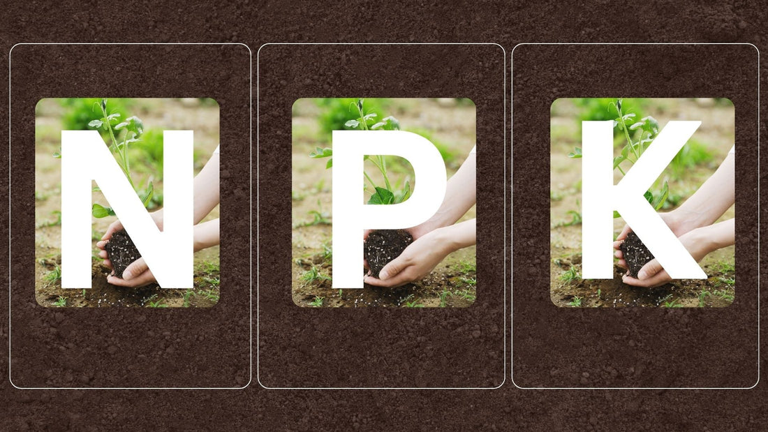 What Does NPK Mean in Fertilizer? Importance, Benefits & Uses !