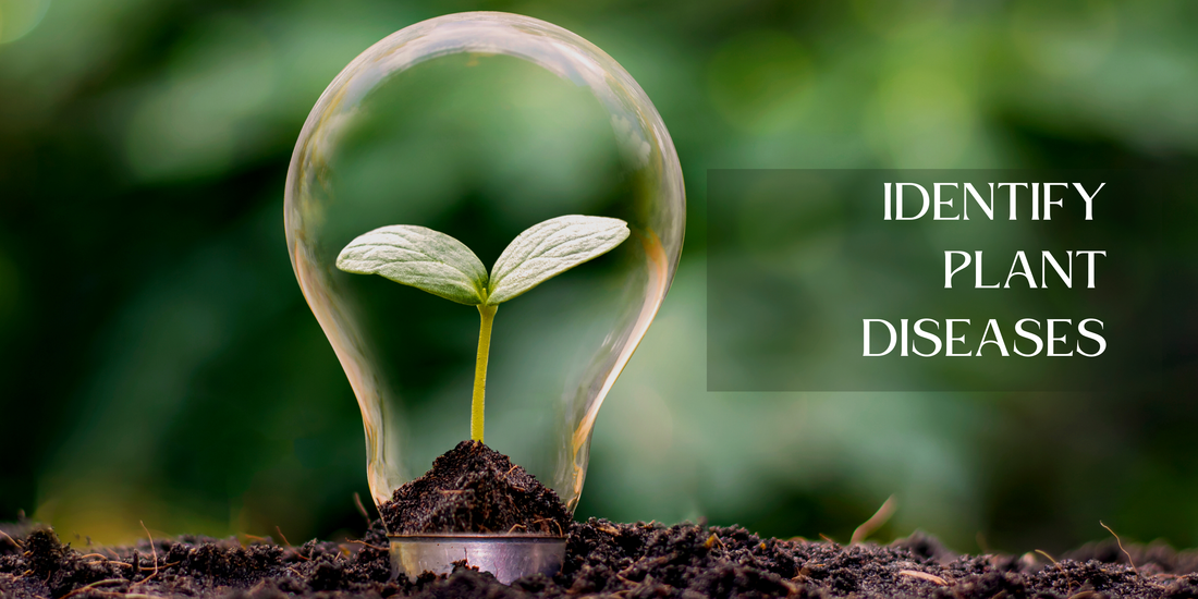 Common Plant Diseases and How to Care for Them ?