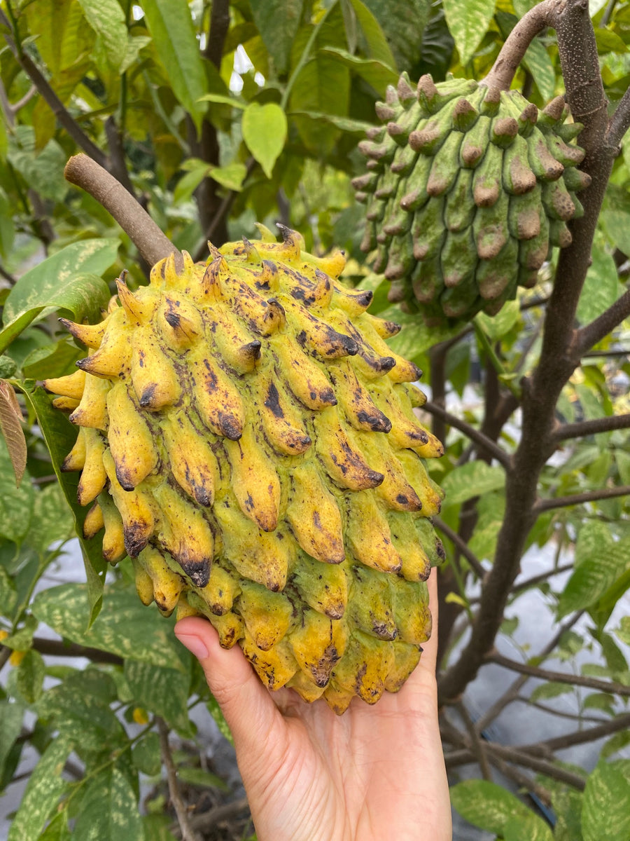 Fruit Plants