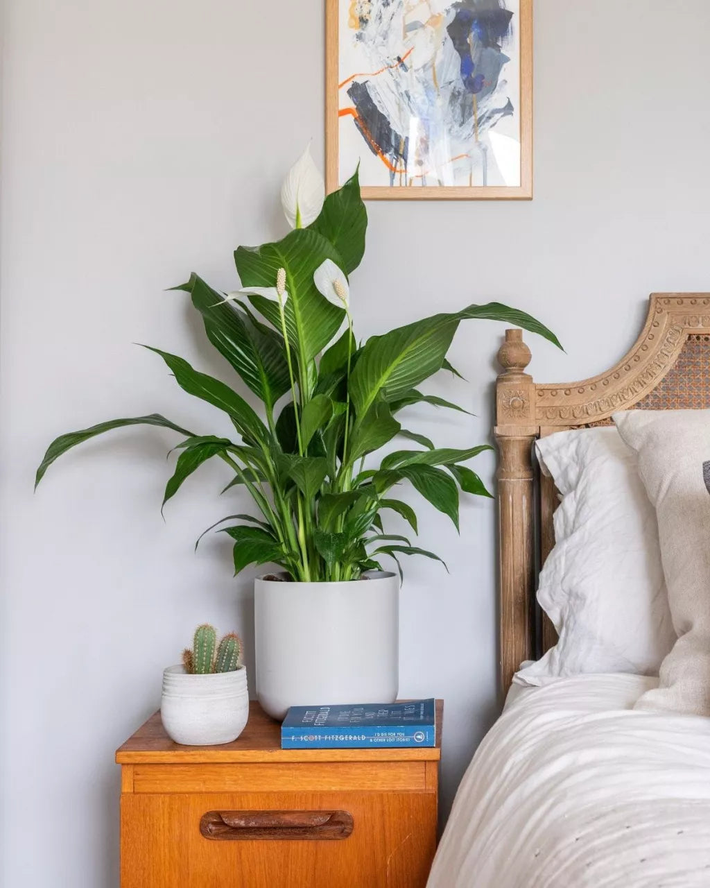 Indoor Plants