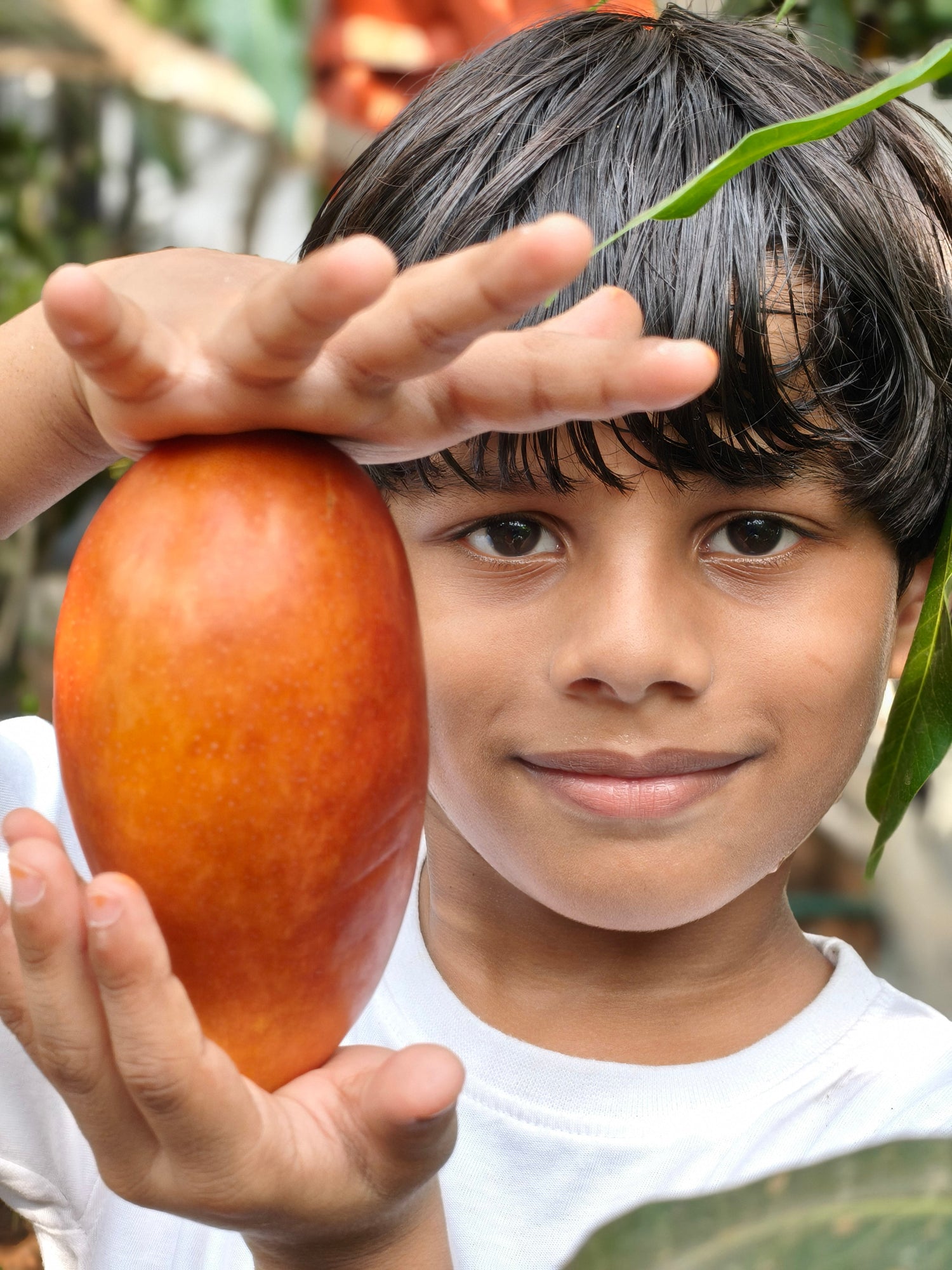 Best Mango Varieties